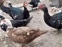 Ducks — 照片 4