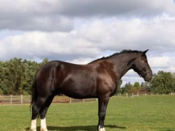 حصان, Percheron