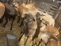 公羊, Cameroon sheep — 照片 7