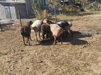 母羊, Sheep — 照片 3