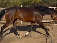 Horse (M), Hanoverian — photo 4