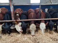 Cattle (batch, sex not specified), Hereford — photo 1