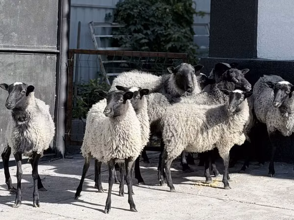母羊, Romanov sheep