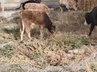 公牛, Cattle — 照片 1