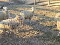 Ram, Sheep — photo 1