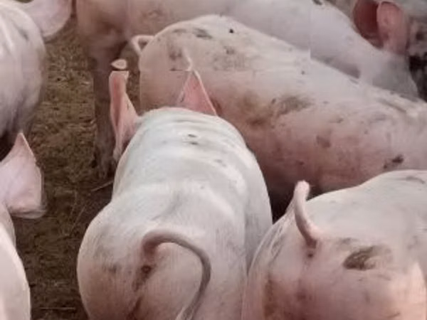 Sow, Pigs