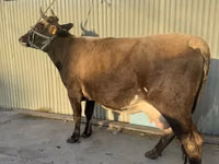 Cow, Cattle — photo 1