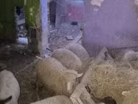 أغنام (دفعة، الجنس غير محدد), Suffolk sheep — الصورة 3