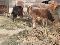 公牛, Cattle — 照片 7