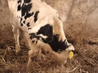Toro, Simmental cattle — foto 3