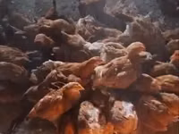 Chickens — الصورة 4