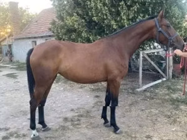 Mare, Kisber felver