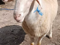 Ram, Sheep — photo 3