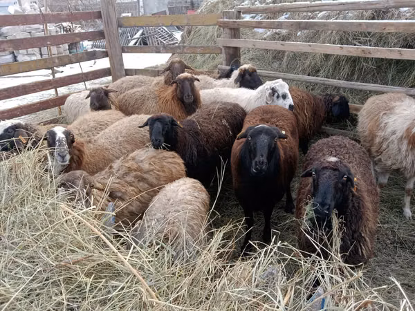 Ram, Gorkov sheep