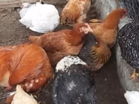 Chickens — फ़ोटो 2