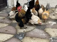 Chickens — 照片 1