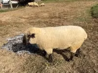 Ram, Hampshire sheep — photo 6