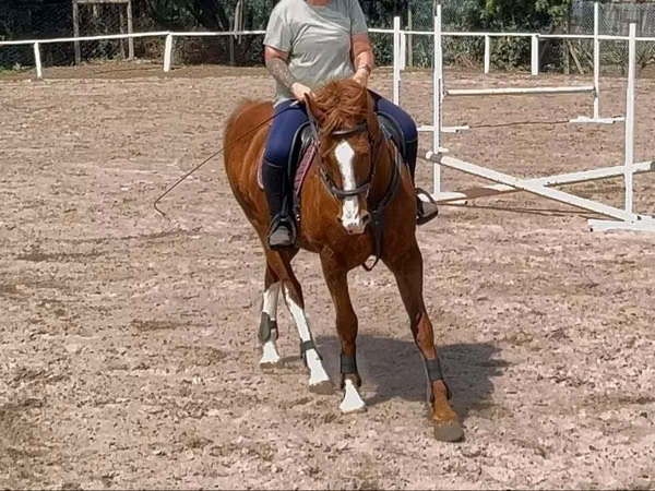 Horses (batch, sex not specified), Horses