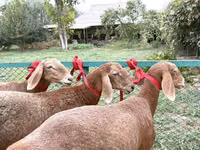 Sheep, Arashan sheep — photo 1