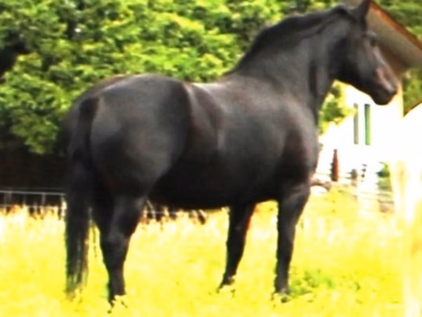 Mare, Percheron