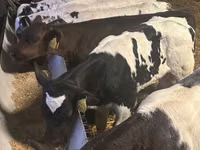 Ng'ombe dume, Simmental cattle — picha 3
