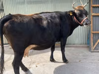 Cow, Holstein breed — photo 4