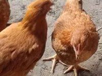 Chickens — photo 1