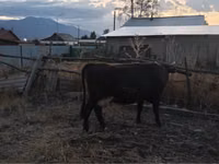 Cow, Latvian Blue cattle — photo 3
