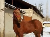 Caballo, Karabair horse — foto 5