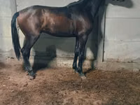 公马, Horses — 照片 1