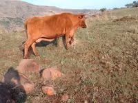 Vaca, Nguni cattle — foto 1