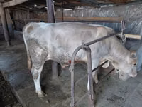 सांड, लाल बिना सींग वाली गाय — फ़ोटो 2