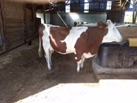 Vaca, Montbéliarde — foto 5