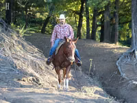 Faras, Mule — sawirka 5
