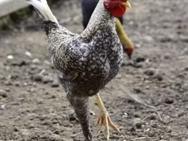 现代斗鸡