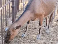 बकरी, Alpine goat — फ़ोटो 4