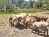 公羊, Afghan Arabi sheep — 照片 1