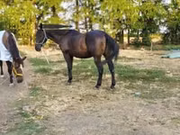 Faras, Nonius horse — sawirka 2