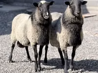 Oveja, Romanov sheep — foto 1