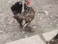 Chickens — 照片 7