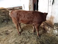 母牛, Cattle — 照片 4