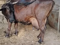 गाय, जंगली याक — फ़ोटो 1
