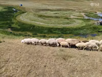 母羊, Balbas sheep — 照片 8