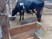 Vaca, Raza Holstein — foto 1
