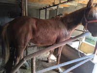 Horse (M), Thoroughbred horse — photo 6