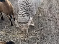 मेढ़ा, Merino sheep — फ़ोटो 2