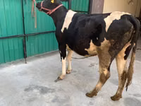 Cow, Holstein breed — photo 6