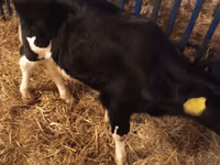 公牛, Cattle — 照片 2