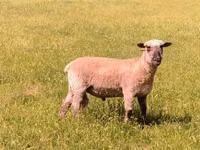 كبش, Shroshire sheep — الصورة 5