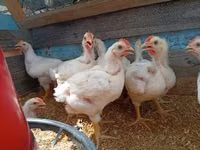 Chickens — फ़ोटो 2